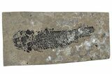 Devonian Lobed-Fin Fish (Osteolepis) Fossil - Scotland #240751-1